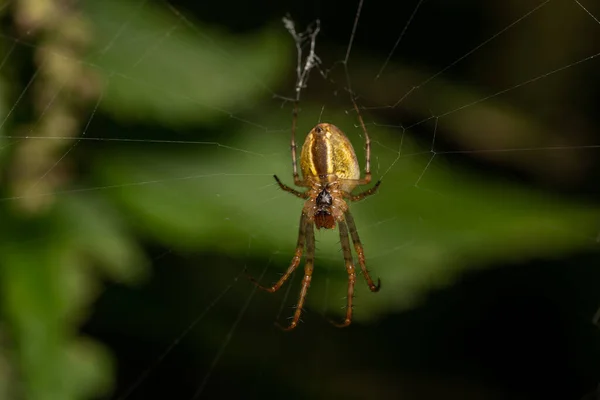 Macro Gros Plan Insecte Merveilleux Comme Une Araignée Une Mouche — Photo