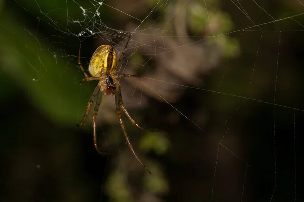 Makro Nahaufnahme Eines Wunderbaren Insekts Wie Einer Spinne Oder Einer — Stockfoto
