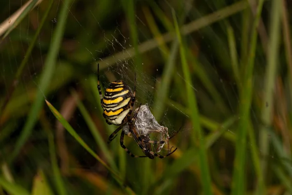 Macro Gros Plan Insecte Merveilleux Comme Une Araignée Une Mouche — Photo