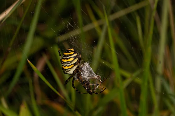 Macro Primo Piano Insetto Meraviglioso Come Ragno Volare Scarabeo Una — Foto Stock