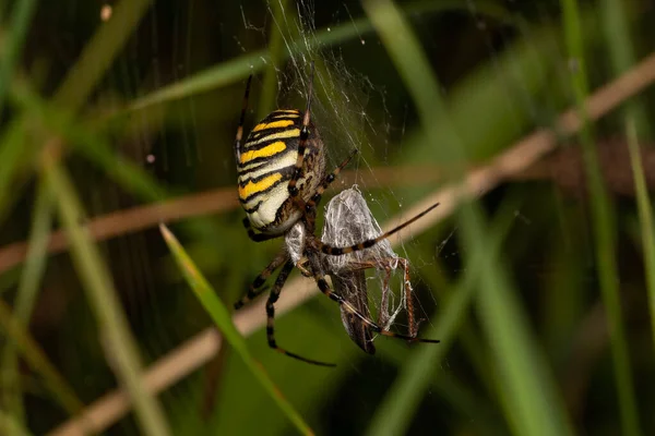 Macro Gros Plan Insecte Merveilleux Comme Une Araignée Une Mouche — Photo