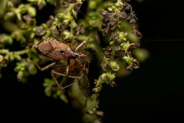 Makro Nahaufnahme Eines Wunderbaren Insekts Wie Einer Spinne Oder Einer — Stockfoto