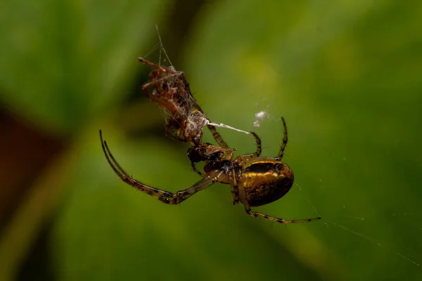 거미나 아름다운 자연의 나뭇잎에 딱정벌레와 이로운 곤충을 가까이 — 스톡 사진