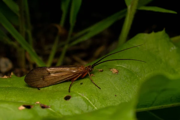 거미나 아름다운 자연의 나뭇잎에 딱정벌레와 이로운 곤충을 가까이 — 스톡 사진