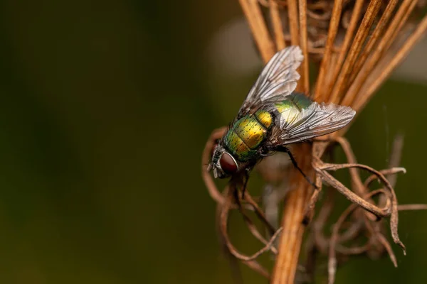 美しい自然の中でクモやハエや甲虫のような素晴らしい昆虫のマクロなクローズアップ — ストック写真