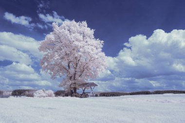 Kızılötesi fotoğrafçılık - bulutlu gökyüzü altındaki ağaçlarla gerçek üstü bir manzara fotoğrafı - dünyamızın sanatı ve görünmez kızılötesi kamera spektrumundaki bitkiler
