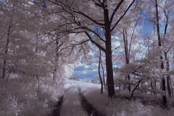 Fotografia Infravermelha Foto Surreal Paisagem Com Árvores Sob Céu Nublado — Fotografia de Stock