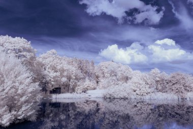 Kızılötesi fotoğrafçılık - bulutlu gökyüzü altındaki ağaçlarla gerçek üstü bir manzara fotoğrafı - dünyamızın sanatı ve görünmez kızılötesi kamera spektrumundaki bitkiler