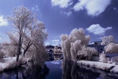 Kızılötesi fotoğrafçılık - bulutlu gökyüzü altındaki ağaçlarla gerçek üstü bir manzara fotoğrafı - dünyamızın sanatı ve görünmez kızılötesi kamera spektrumundaki bitkiler