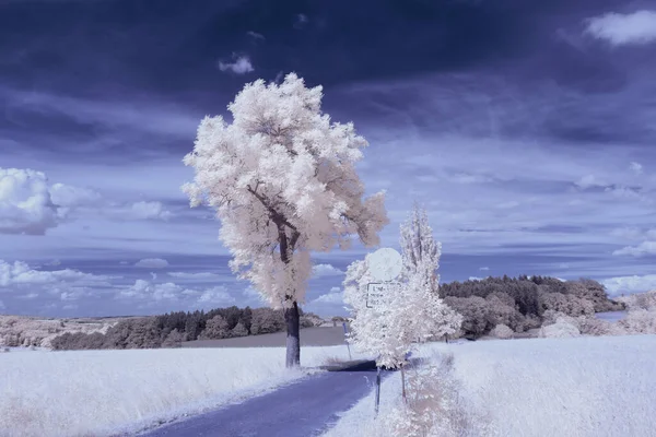 적외선 구름낀 나무들이 풍경을 초현실적 보이지 적외선 카메라 스펙트럼 가운데서 — 스톡 사진