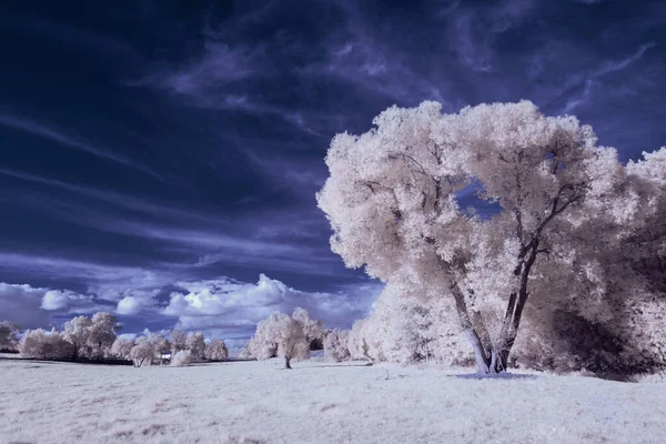 Infrarotfotografie Surreale Landschaftsaufnahmen Mit Bäumen Unter Wolkenverhangenem Himmel Die Kunst — Stockfoto