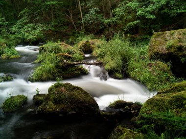Yazın bir nehirde kayalar ve taşlarla birlikte ormanın güzel doğasında yumuşak bir vahşi su hareketi.