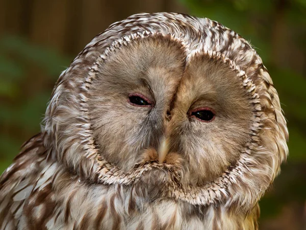 Portrait Owl — Stock Photo, Image