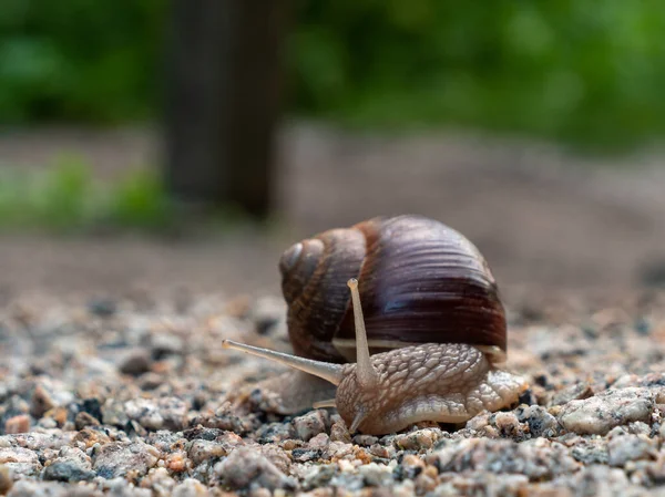 Snail Close View Royalty Free Stock Images