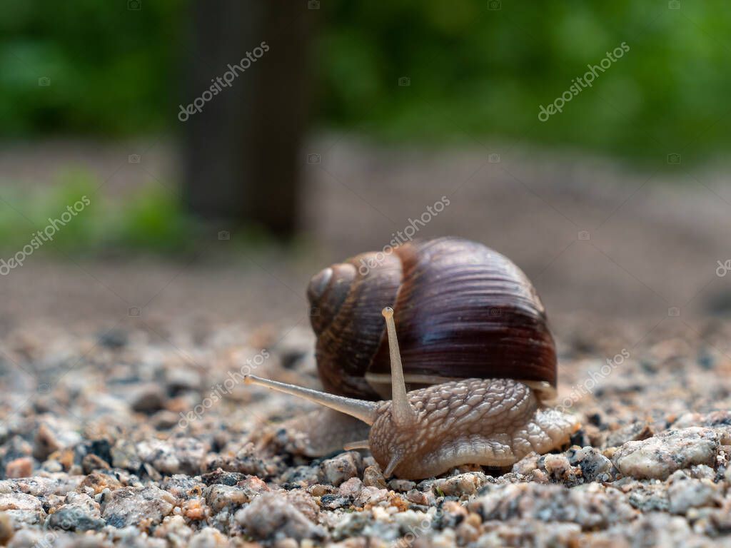 Snail close up view