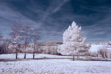Kızılötesi fotoğrafçılık - bulutlu gökyüzü altındaki ağaçlarla gerçek üstü bir manzara fotoğrafı - dünyamızın sanatı ve görünmez kızılötesi kamera spektrumundaki bitkiler