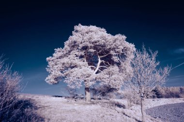 Kızılötesi fotoğrafçılık - bulutlu gökyüzü altındaki ağaçlarla gerçek üstü bir manzara fotoğrafı - dünyamızın sanatı ve görünmez kızılötesi kamera spektrumundaki bitkiler