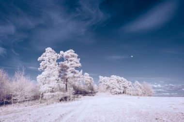 Kızılötesi fotoğrafçılık - bulutlu gökyüzü altındaki ağaçlarla gerçek üstü bir manzara fotoğrafı - dünyamızın sanatı ve görünmez kızılötesi kamera spektrumundaki bitkiler