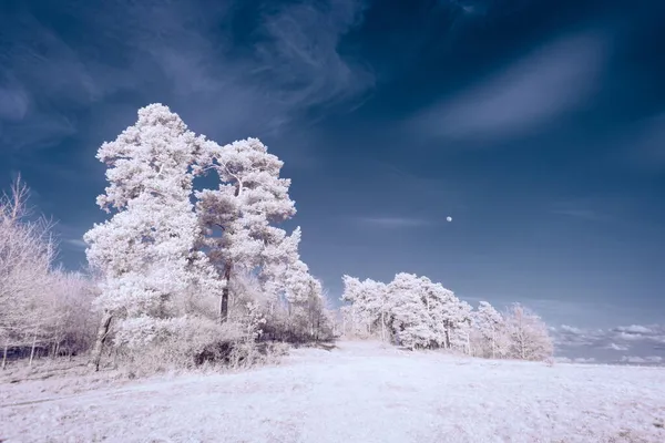 Fotografia Infrarossi Surreale Foto Paesaggio Con Alberi Sotto Cielo Nuvoloso — Foto Stock