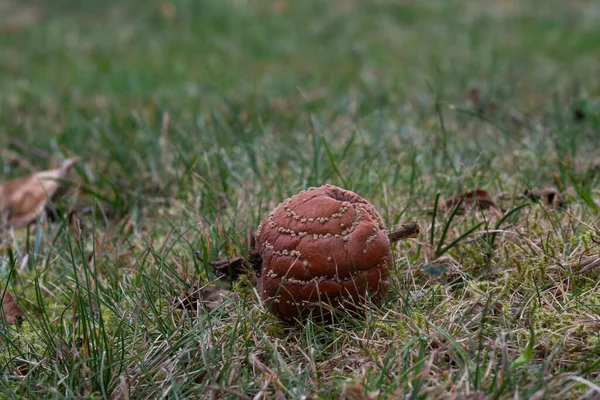 Çürük elma çimlere yakın.