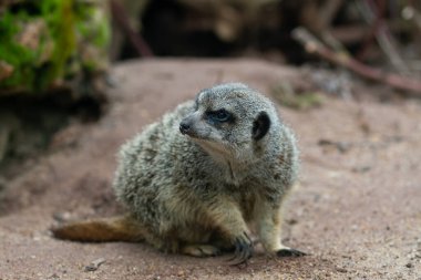 Bir mirket yerde duruyor.