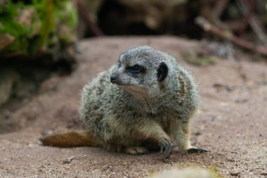 Bir mirket yerde duruyor.