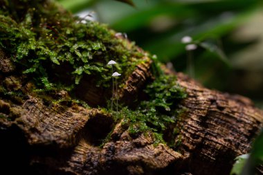 Ormandaki yosunların seçici odak noktası.