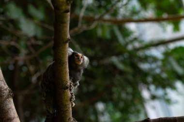 Ağaçta sık rastlanan maymun manzarası