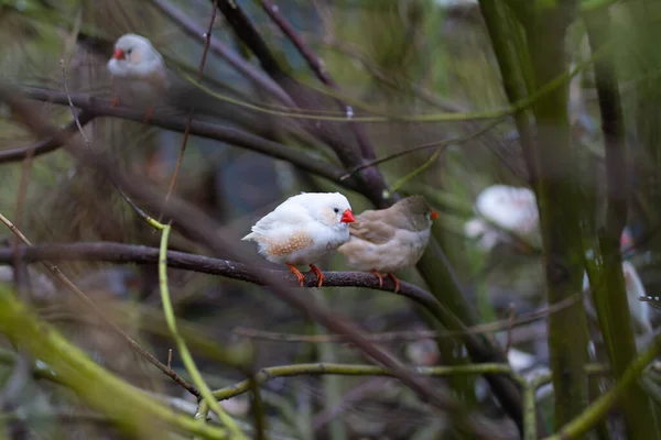 Ptáci Větev Stromu — Stock fotografie