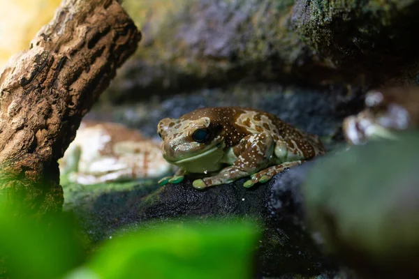 şirin kurbağa yakın görünüm 
