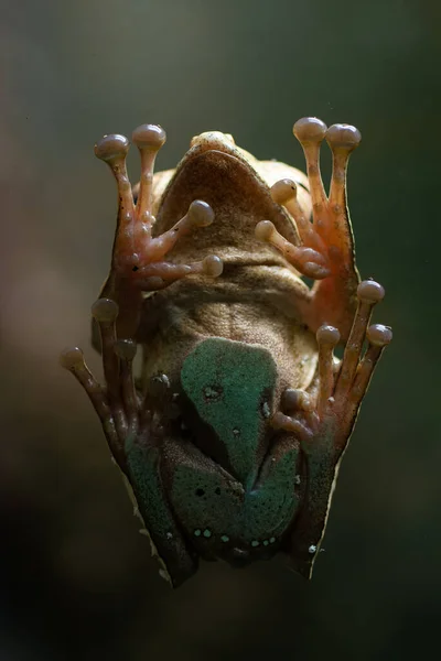 Mignonne Grenouille Vue Près — Photo