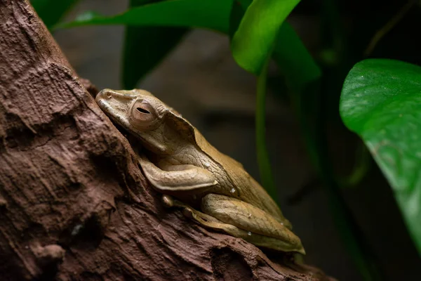 şirin kurbağa yakın görünüm 