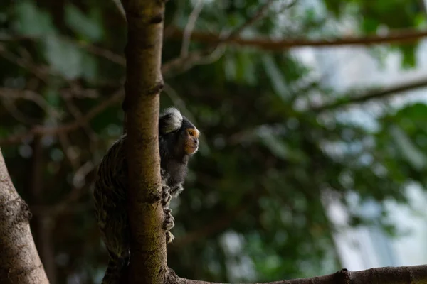 Vista Comum Macaco Marmote Árvore — Fotografia de Stock