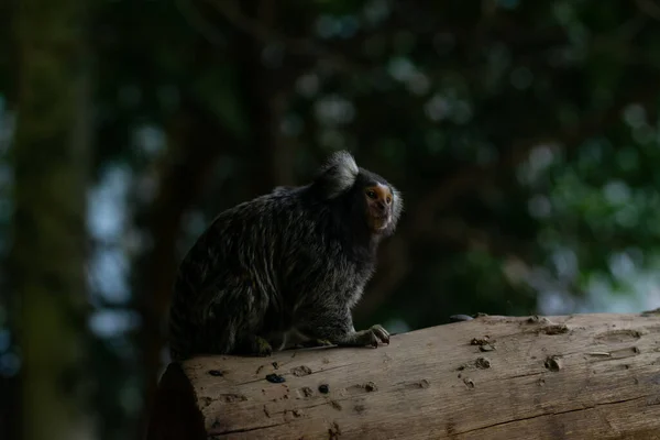 Vista Comum Macaco Marmote Árvore — Fotografia de Stock