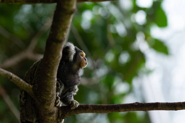 Macaco-prego na árvore sorrindo Stock Photo