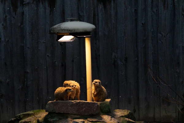 Cute Prairie Dogs Lamp Night Royalty Free Stock Images
