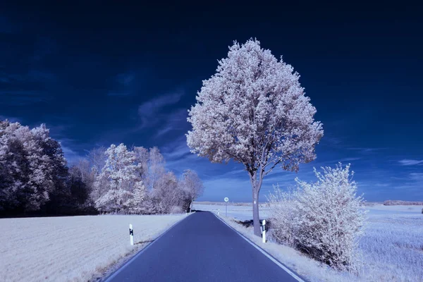 Infraröd Fotografi Surrealistiskt Foto Landskap Med Träd Molnig Himmel Konsten — Stockfoto