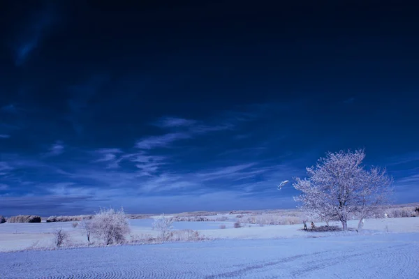 Infrared Photography Surreal Photo Landscape Trees Cloudy Sky Art Our — Stock Photo, Image