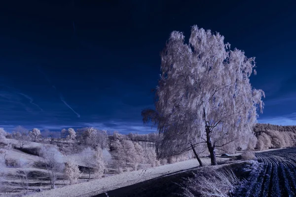 Infraröd Fotografi Surrealistiskt Foto Landskap Med Träd Molnig Himmel Konsten — Stockfoto