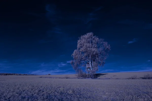 Infračervená Fotografie Surrealistická Fotografie Krajiny Stromy Pod Zataženou Oblohou Umění — Stock fotografie