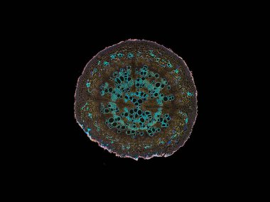 Bitki sapının mikroskop altında kesilen kesiti bitki hücrelerinin yüksek kalitede botanik eğitimi için mikroskobik görünümü altında