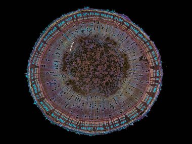 Bitki sapının mikroskop altında kesilen kesiti bitki hücrelerinin yüksek kalitede botanik eğitimi için mikroskobik görünümü altında