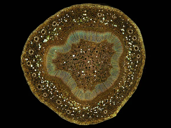 Sezione Tagliata Fetta Fusto Vegetale Microscopio Vista Microscopica Cellule Vegetali — Foto Stock