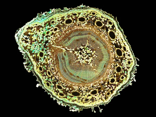 Corte Sección Transversal Del Tallo Planta Bajo Microscopio Vista Microscópica —  Fotos de Stock