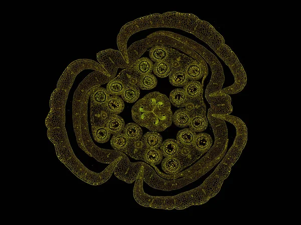 Průřez Řezem Rostlinného Kmene Pod Mikroskopem Mikroskopický Pohled Rostlinné Buňky — Stock fotografie