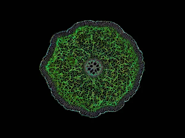 Doorsnede Gesneden Stuk Plantenstam Onder Microscoop Microscopische Weergave Van Plantencellen — Stockfoto