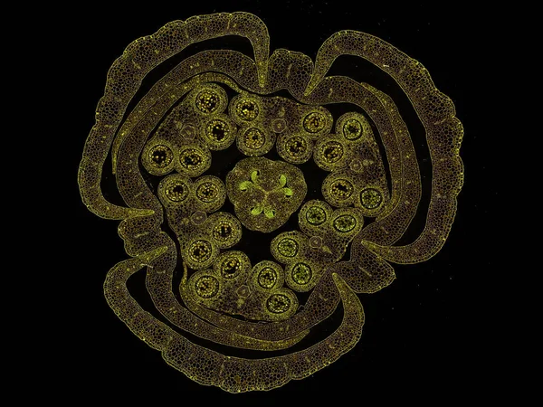 Průřez Řezem Rostlinného Kmene Pod Mikroskopem Mikroskopický Pohled Rostlinné Buňky — Stock fotografie