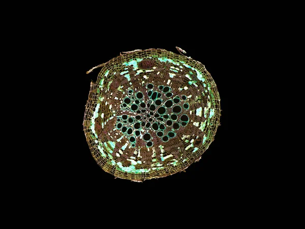 cross section cut slice of plant stem under the microscope  microscopic view of plant cells for botanic education  high quality