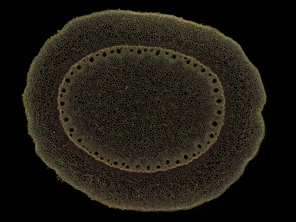 Doorsnede Gesneden Stuk Plantenstam Onder Microscoop Microscopische Weergave Van Plantencellen — Stockfoto