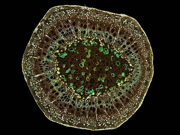 Bitki Sapının Mikroskop Altında Kesilen Kesiti Bitki Hücrelerinin Yüksek Kalitede — Stok fotoğraf
